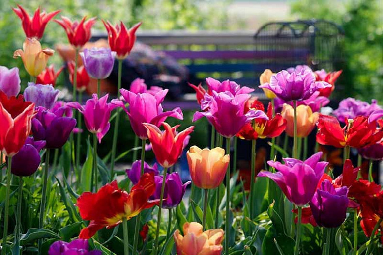 Tulipa Yonina, Tulip 'Yonina', Lily-Flowered Tulip 'Yonina', Lily-Flowering Tulip 'Yonina', Lily-Flowered Tulips, Spring Bulbs, Spring Flowers, Tulipe Yonina, Lily-flowered Tulip, late Season Tulip, Late Spring Tulip,Pink Tulip, Spring Bulbs Combination